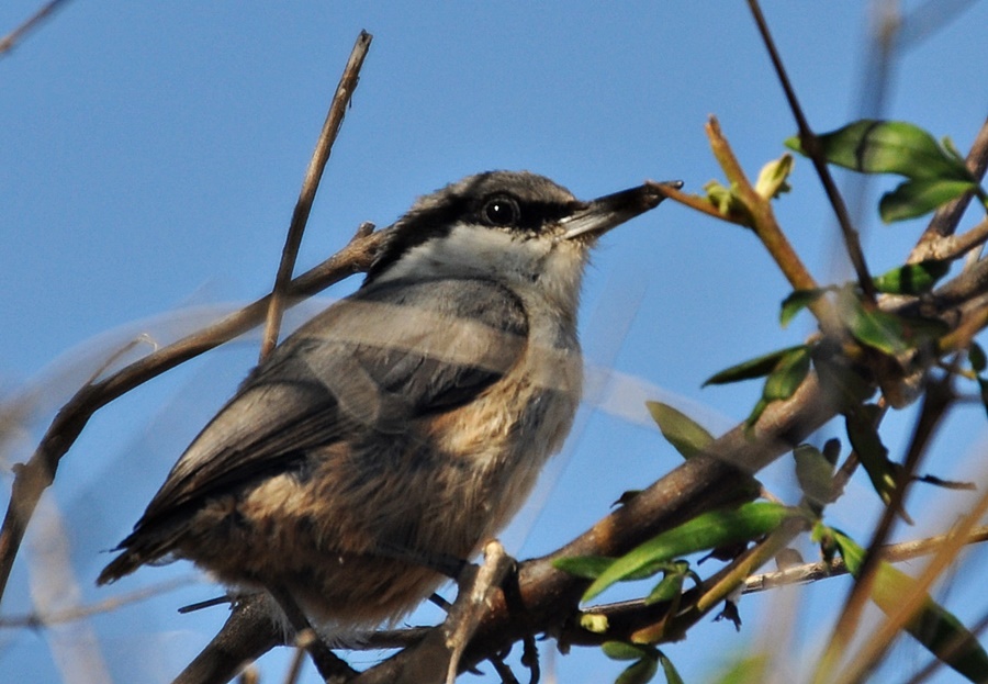 Western Rock Nuthatch