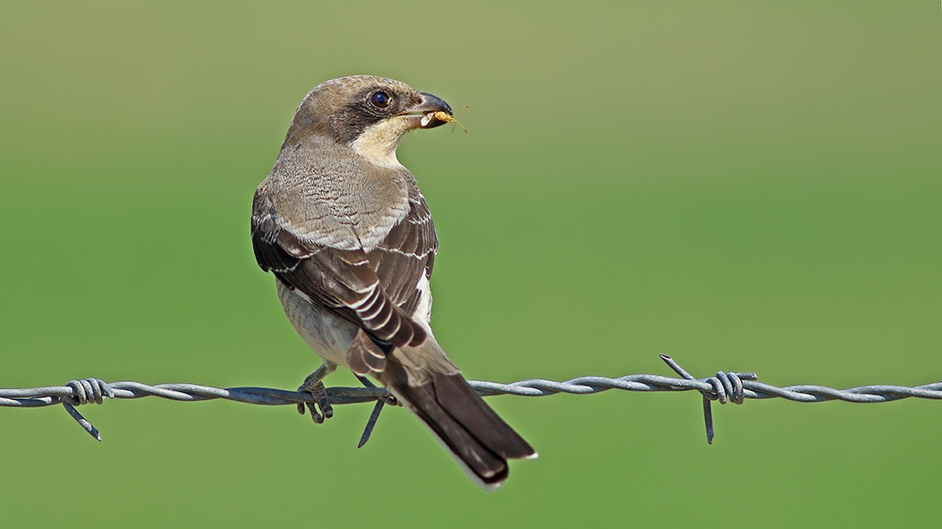 Lesser Grey Shrike