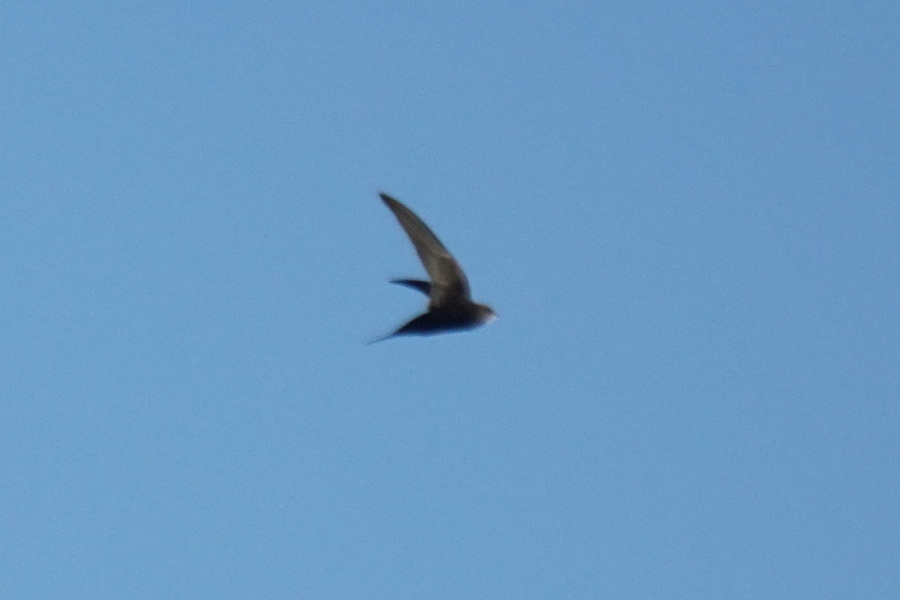 Common Swift