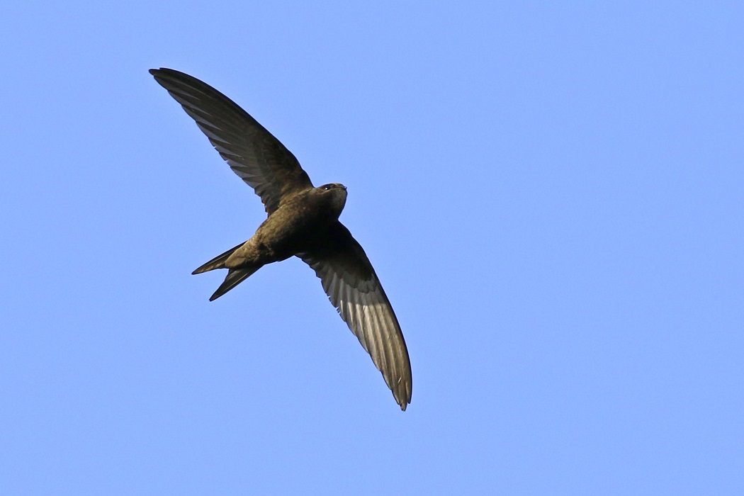 Common Swift