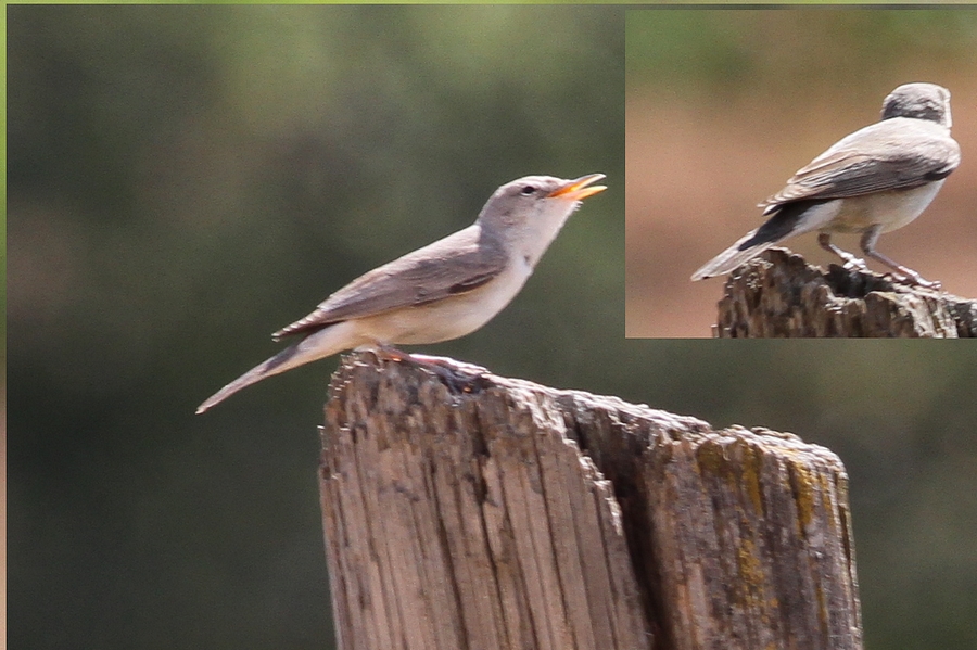 Upcher`s Warbler
