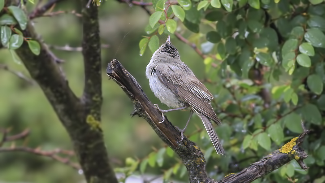 Olive-tree Warbler
