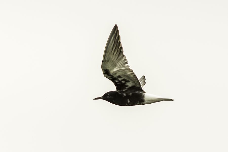 White-winged Tern