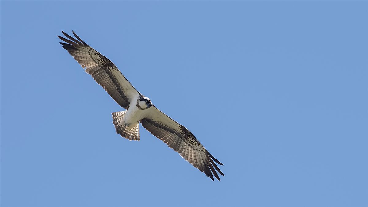 Osprey