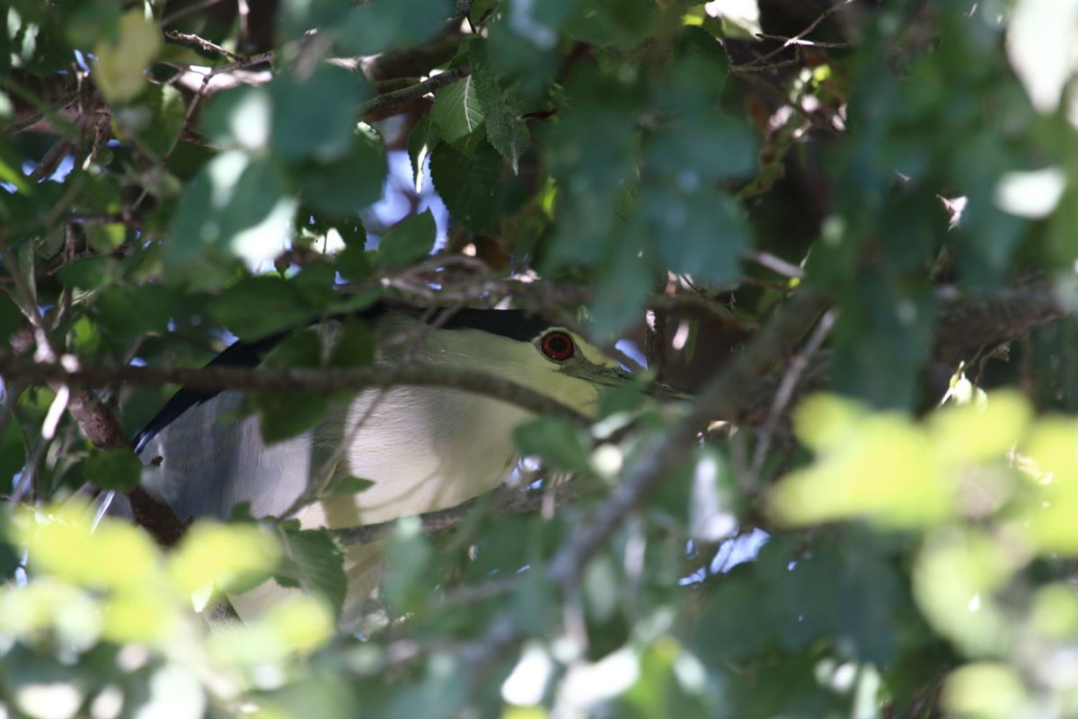 Black-crowned Night Heron