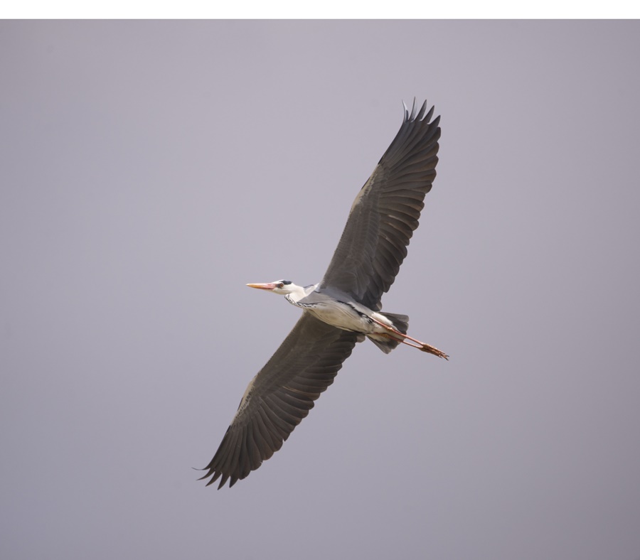 Grey Heron