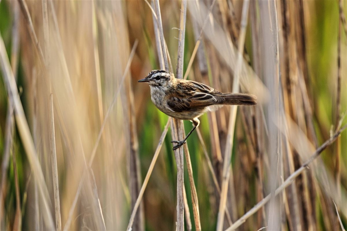 Moustached Warbler