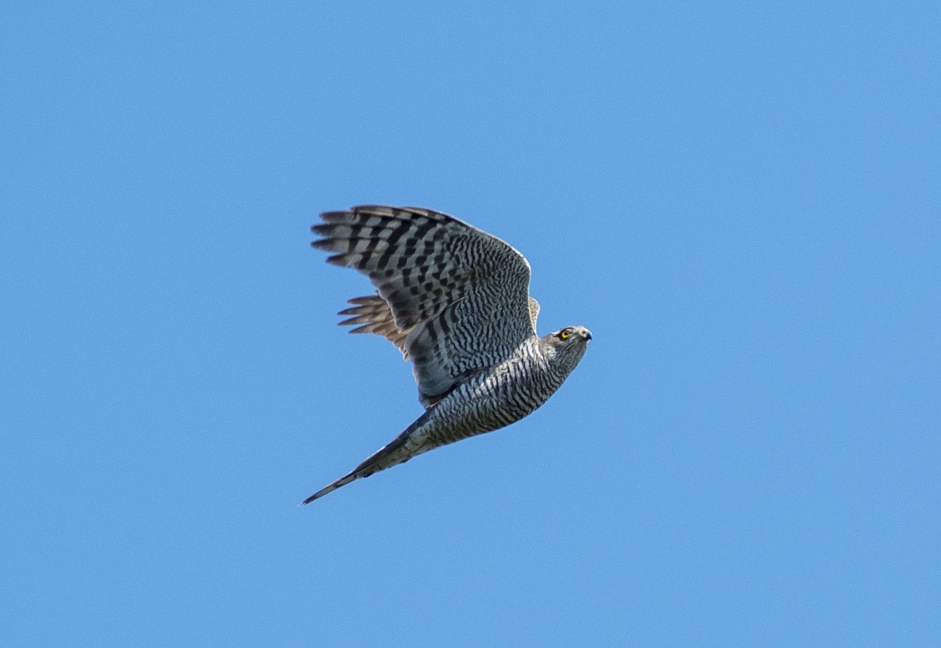 Eurasian Sparrowhawk