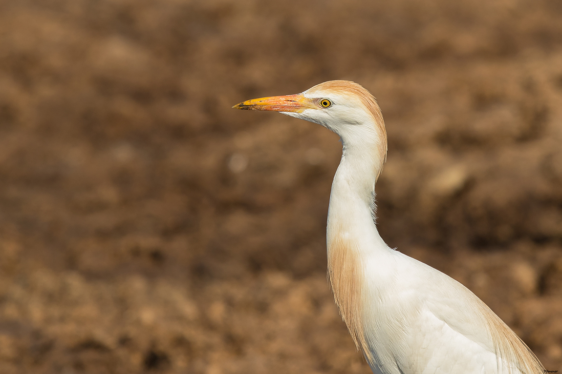 Western Cattle Egret