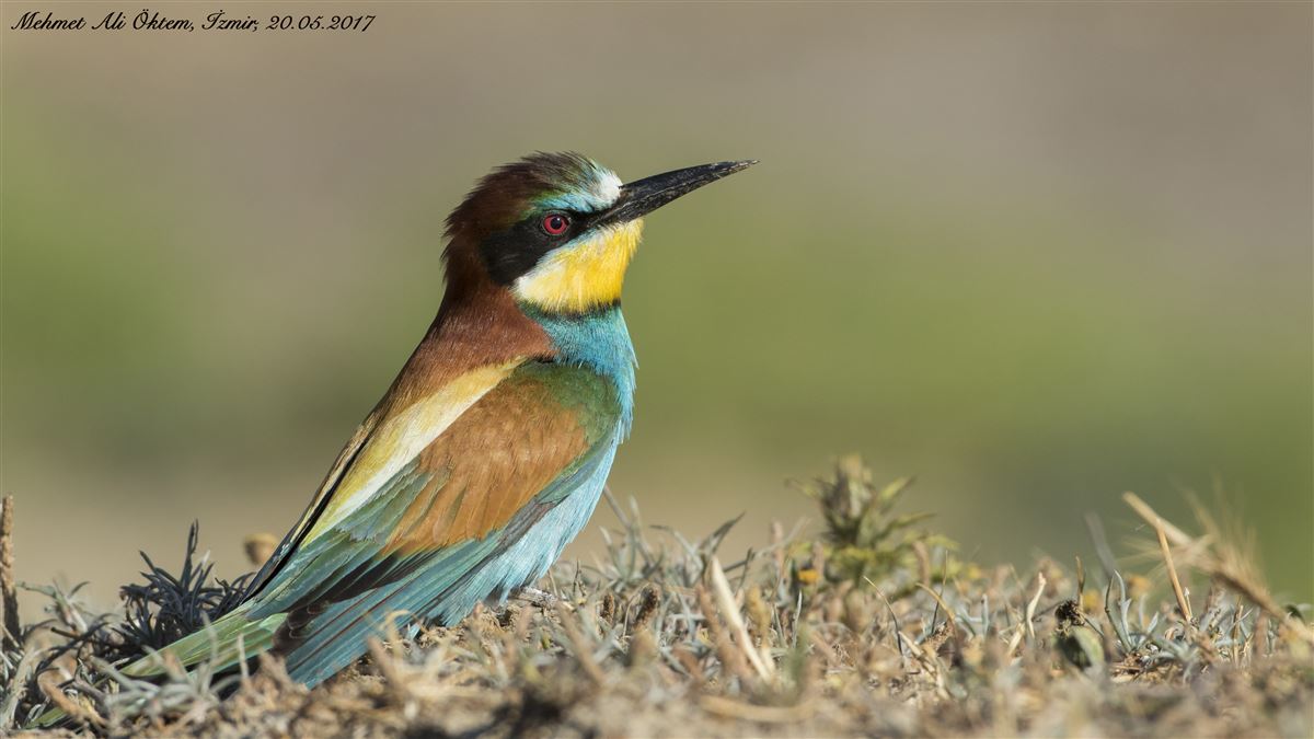 European Bee-eater