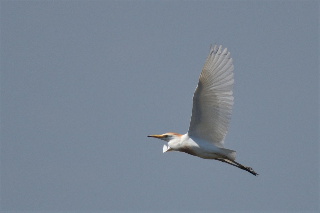 Western Cattle Egret