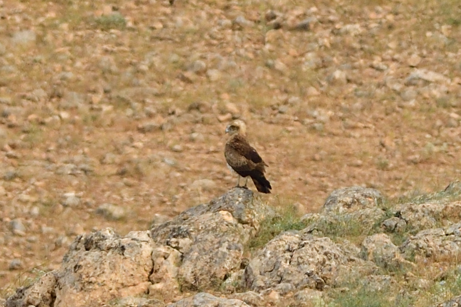 Short-toed Snake Eagle