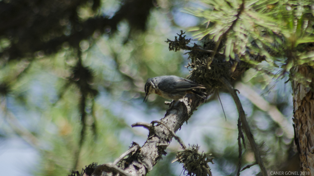 Krüper`s Nuthatch