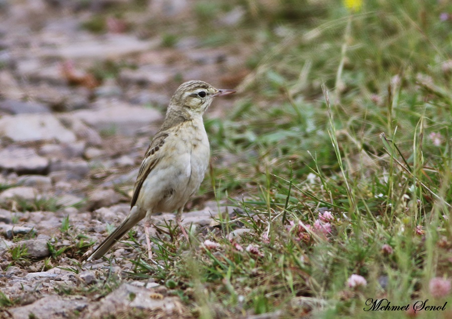 Tawny Pipit