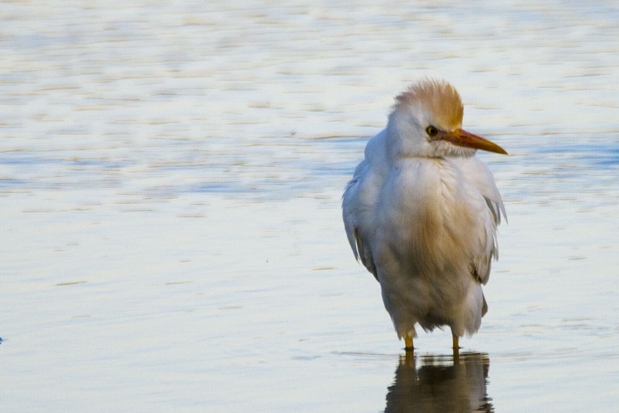 Western Cattle Egret