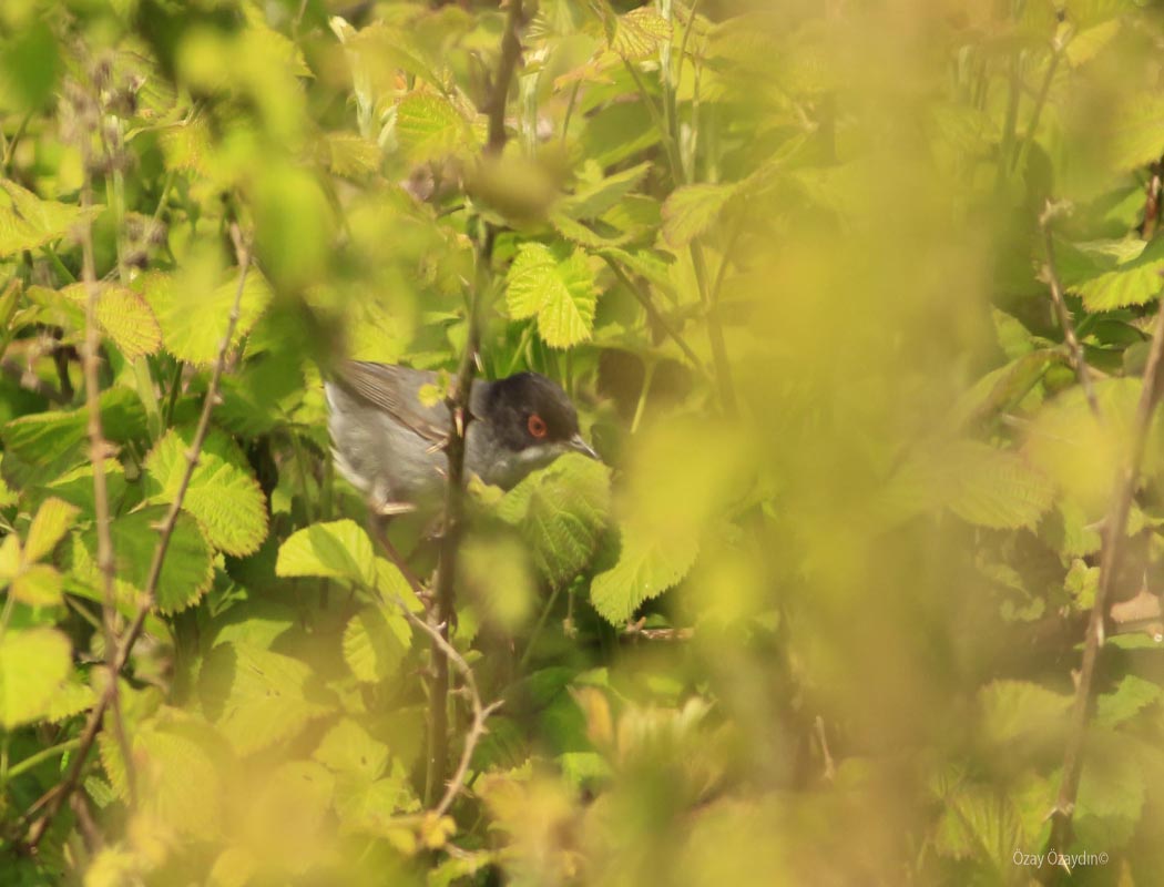 Sardinian Warbler