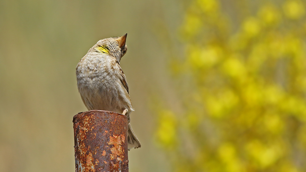 Rock Sparrow