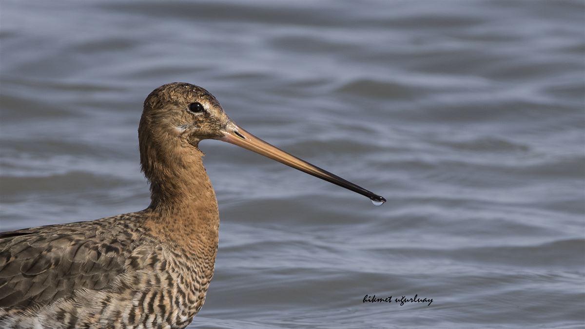 Black-tailed Godwit