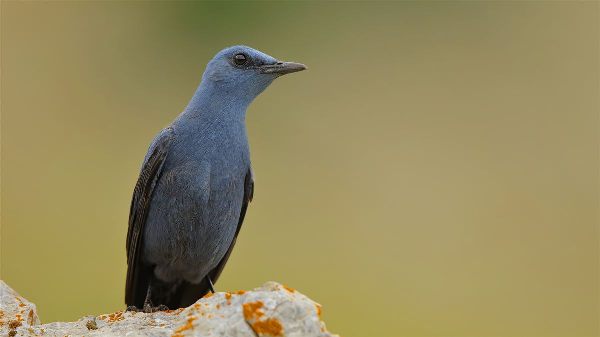 Blue Rock Thrush