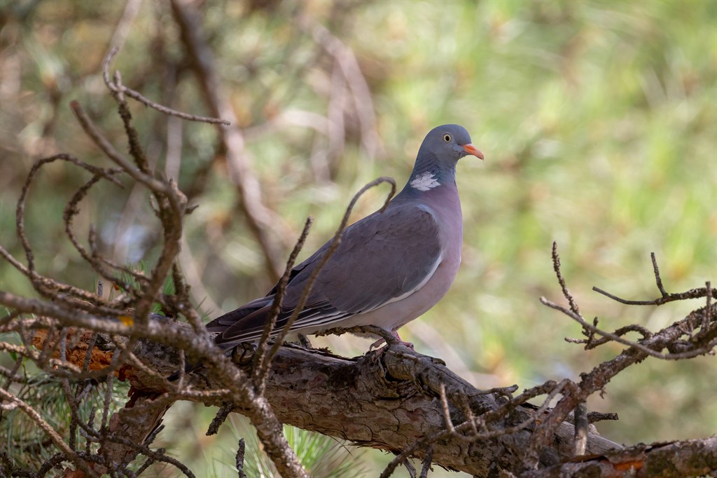 Common Wood Pigeon