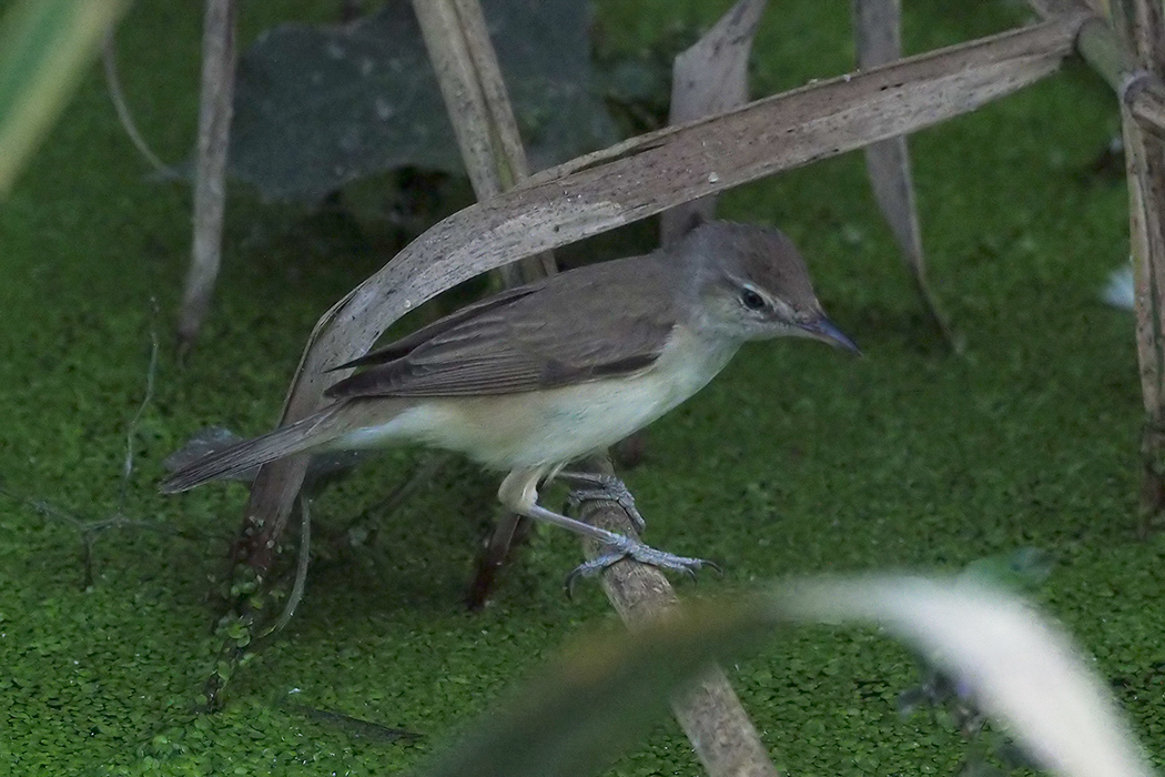 Great Reed Warbler