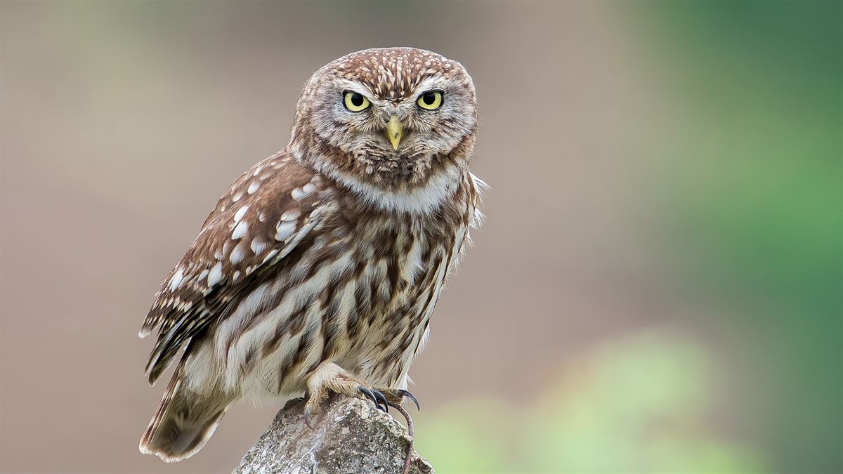 Little Owl