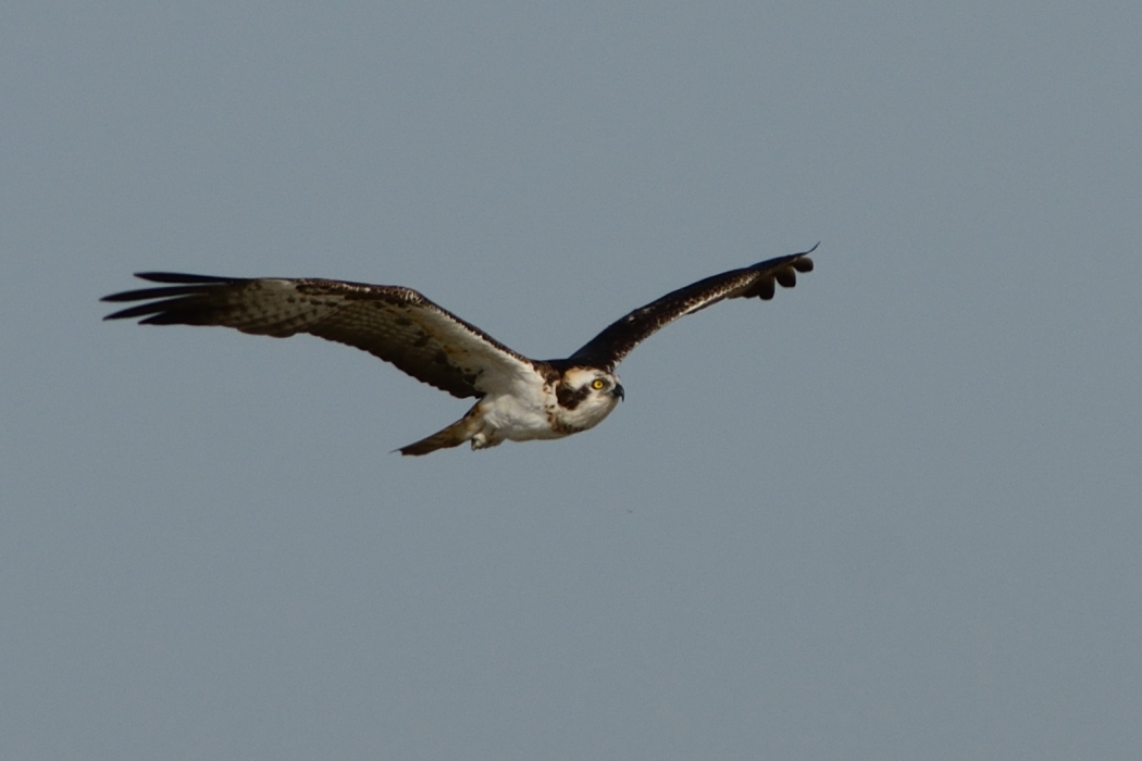 Osprey