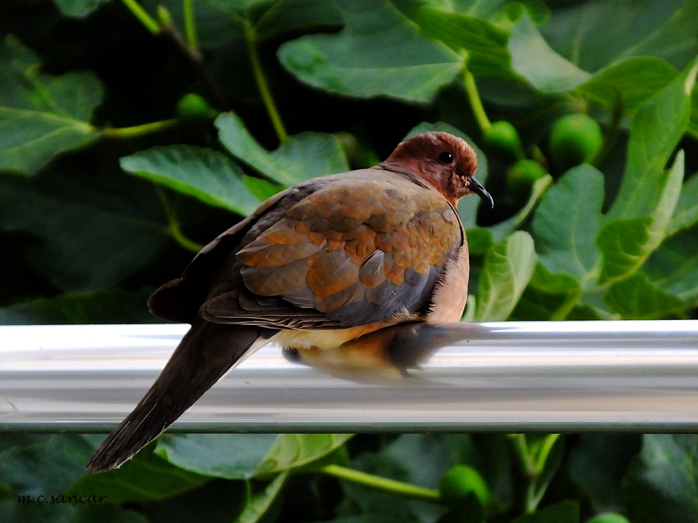 Laughing Dove
