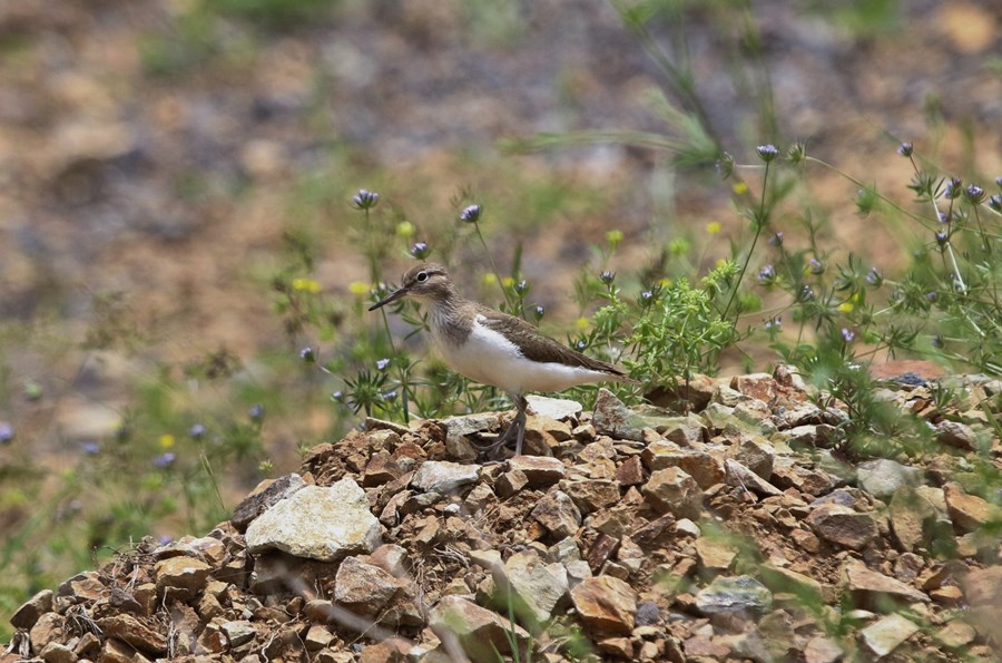 Common Sandpiper