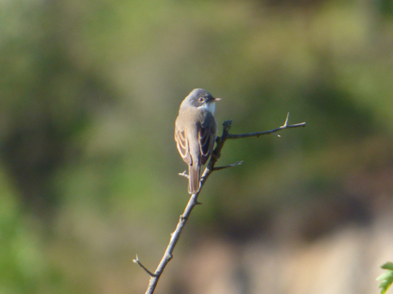 Common Whitethroat