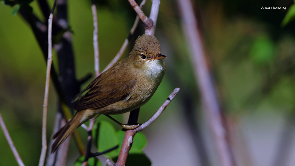 Marsh Warbler