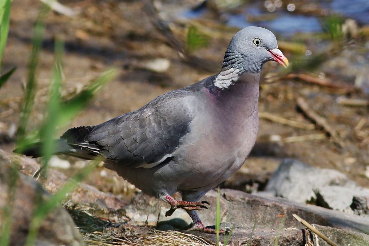 Common Wood Pigeon