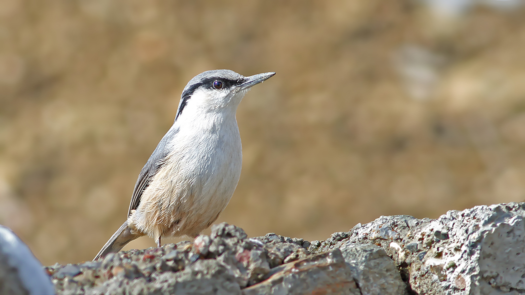 Western Rock Nuthatch