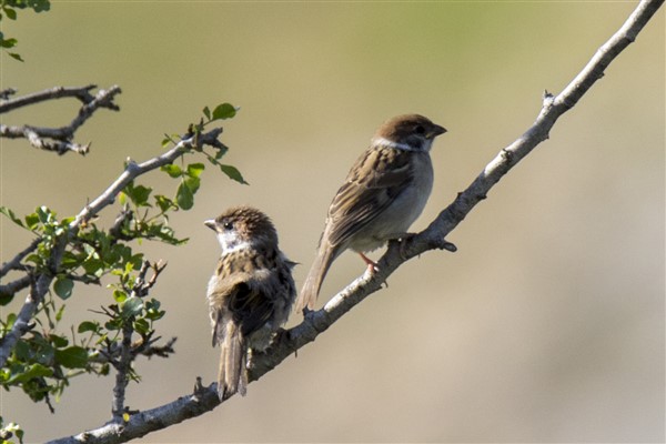 Eurasian Tree Sparrow