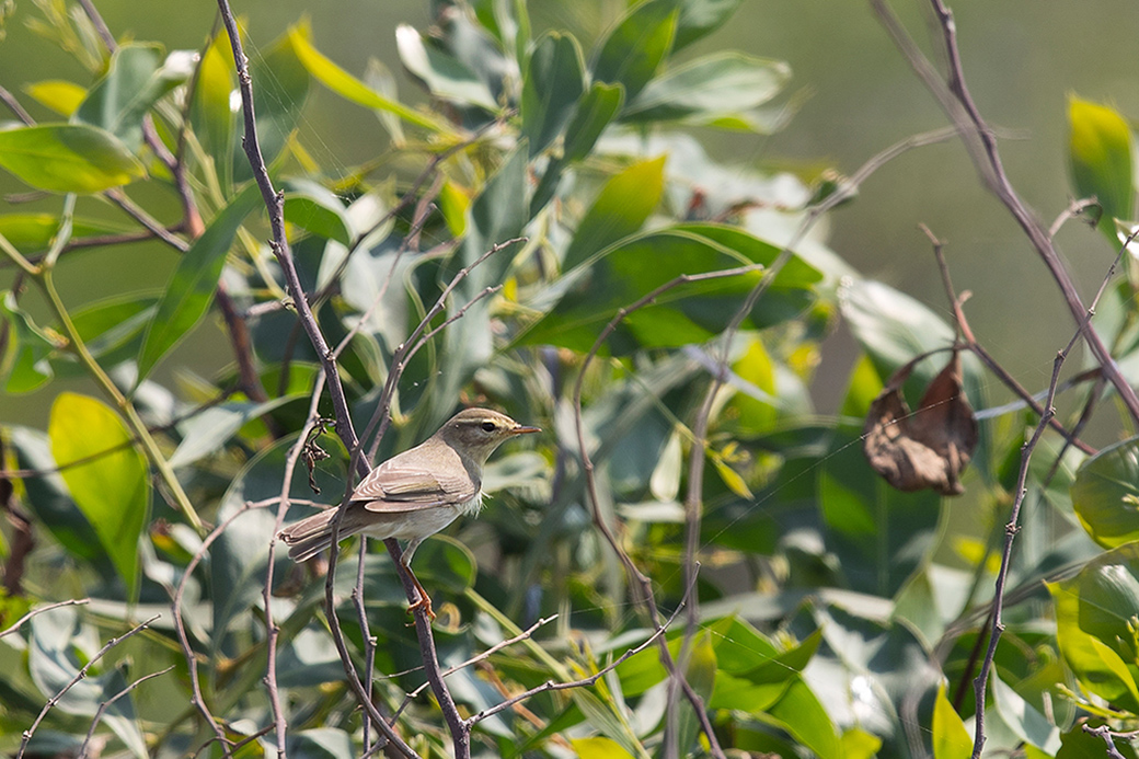 Willow Warbler