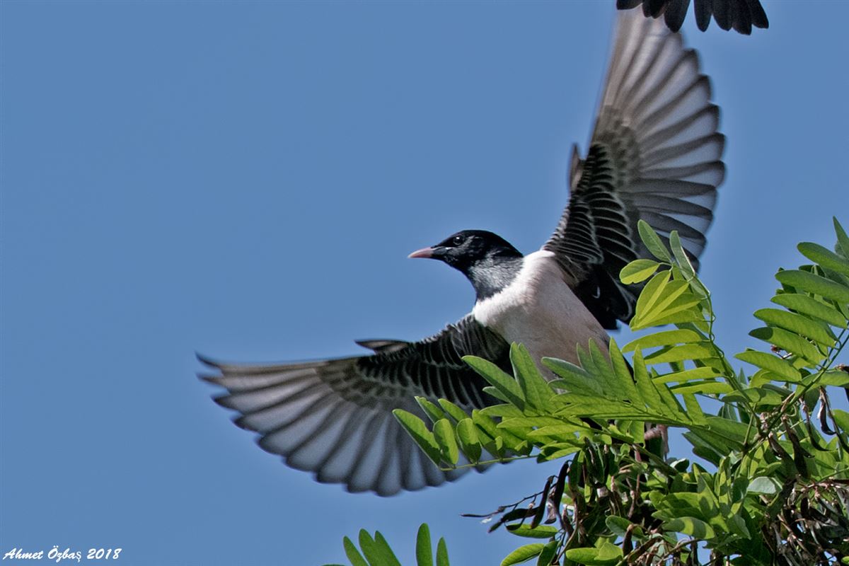 Rosy Starling