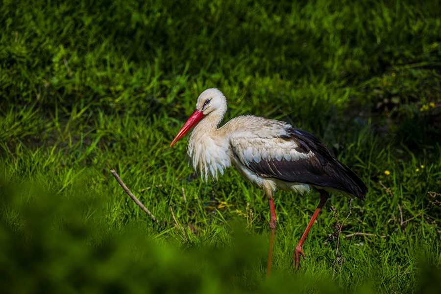 White Stork