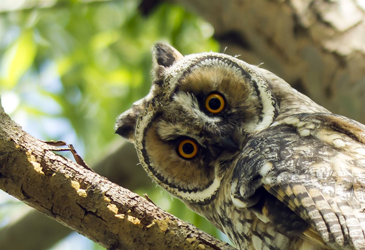Long-eared Owl