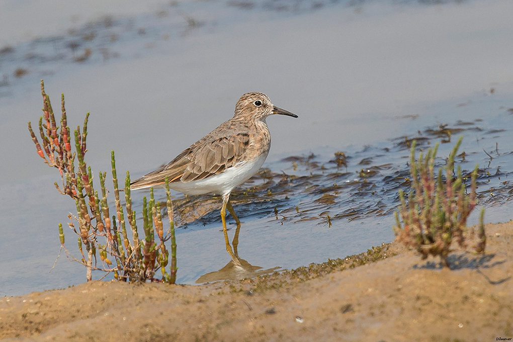 Temminck`s Stint