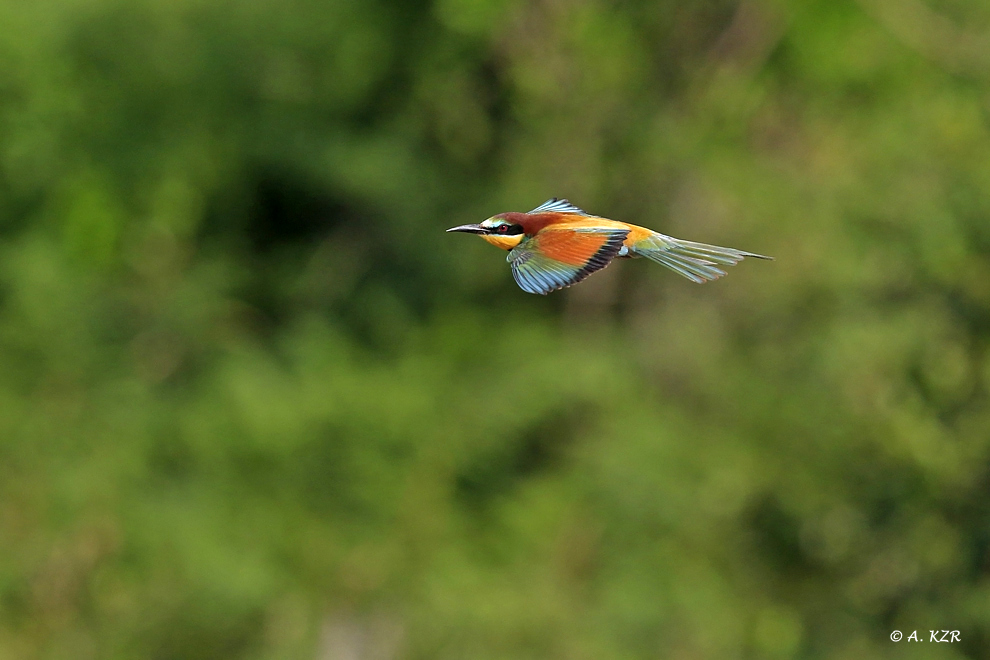 European Bee-eater