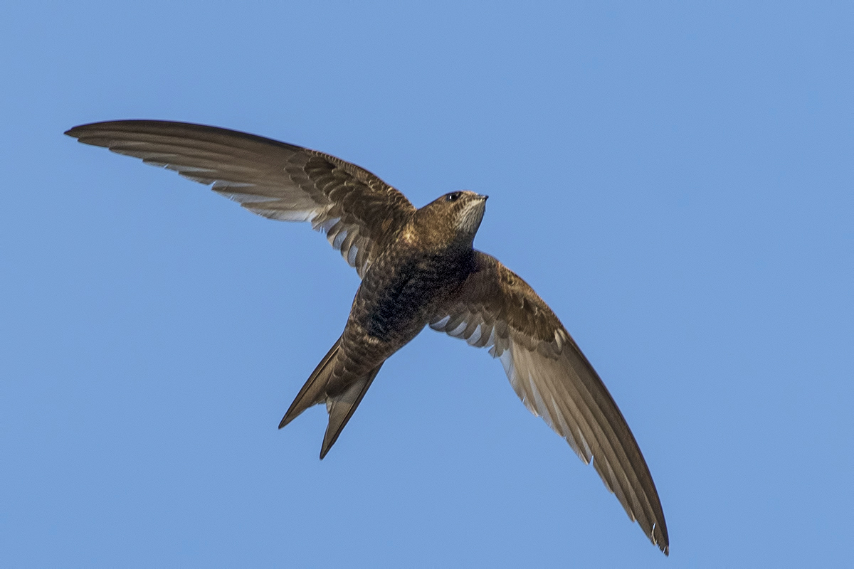 Pallid Swift
