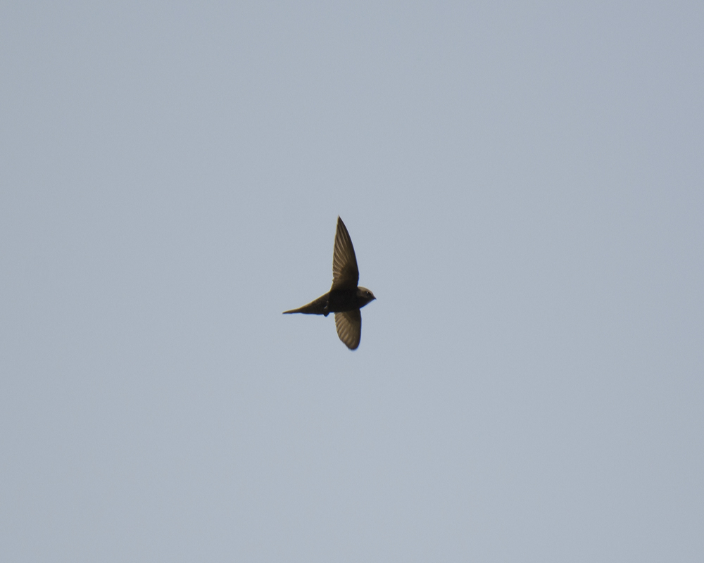 Common Swift