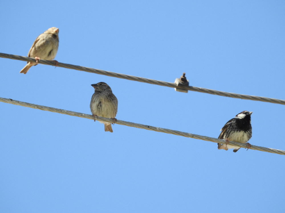Spanish Sparrow