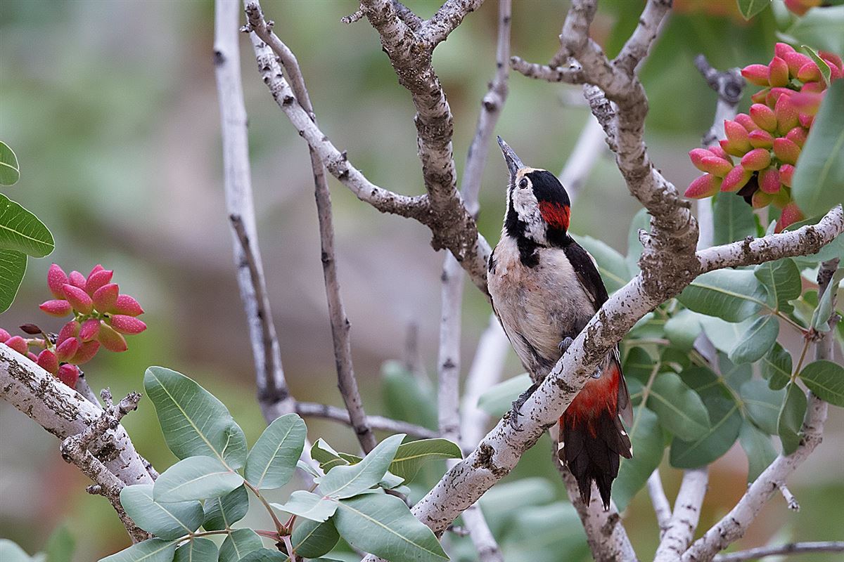Syrian Woodpecker
