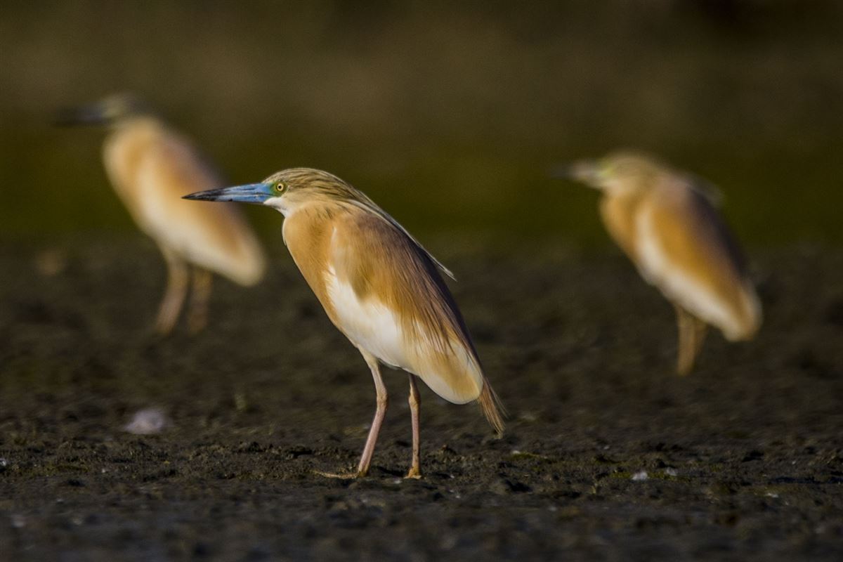 Squacco Heron