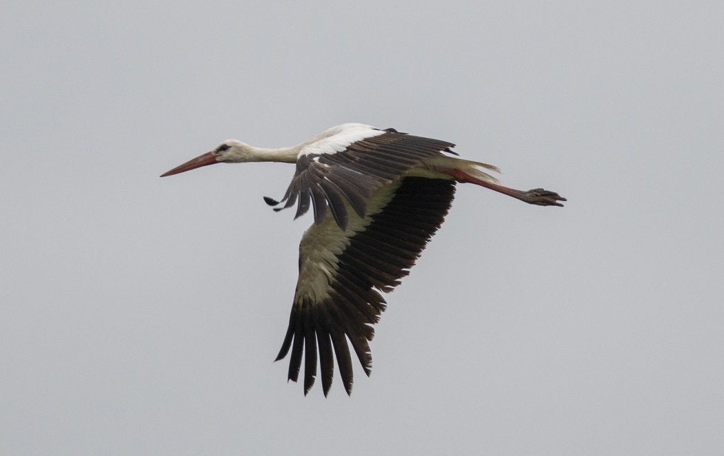White Stork