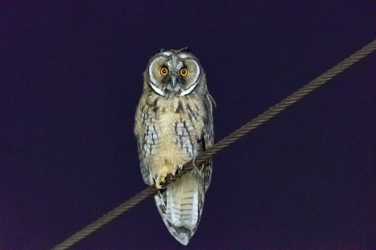 Long-eared Owl