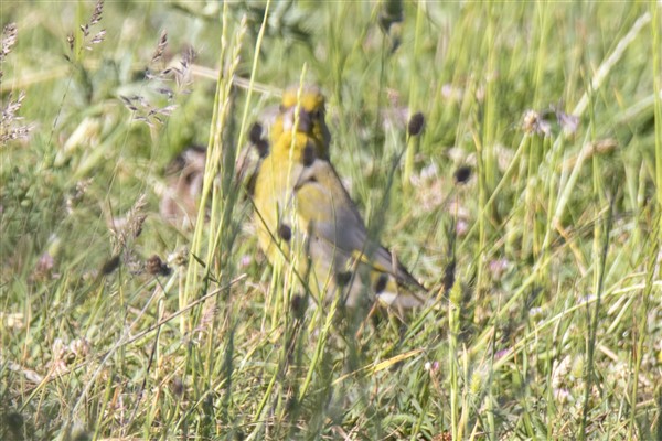 European Greenfinch