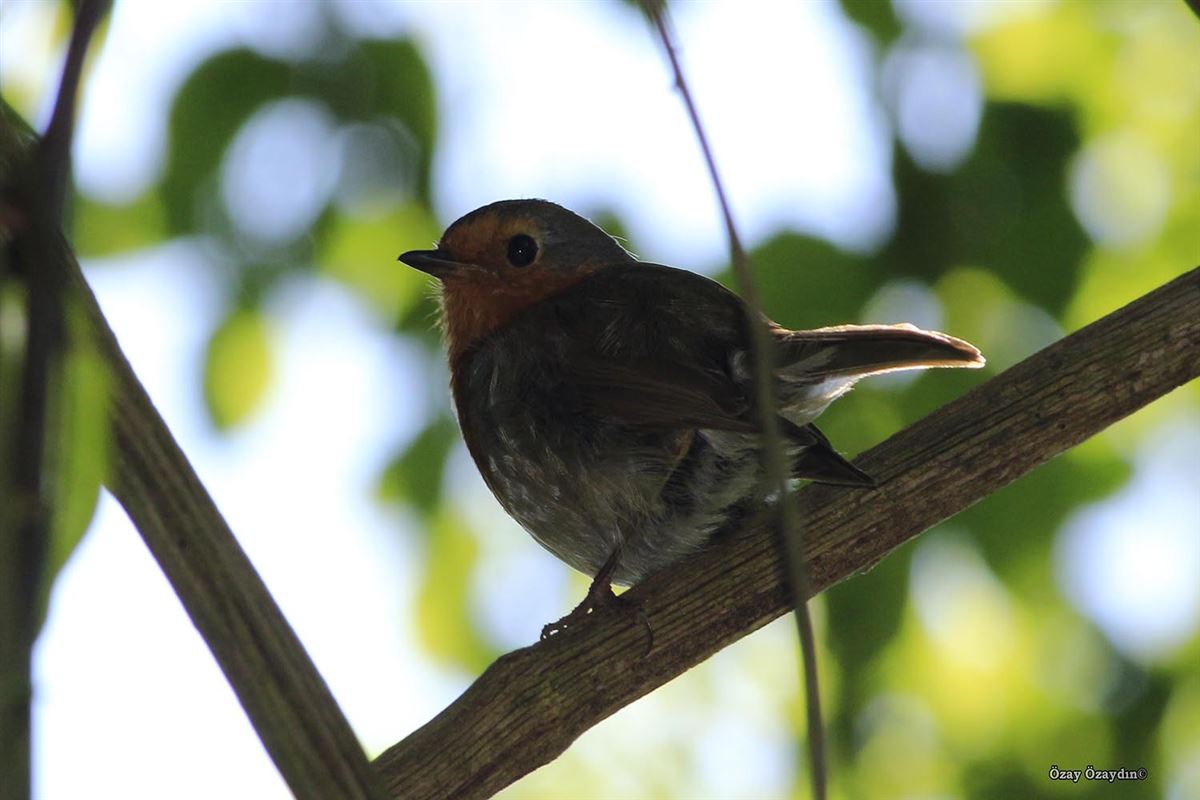 European Robin