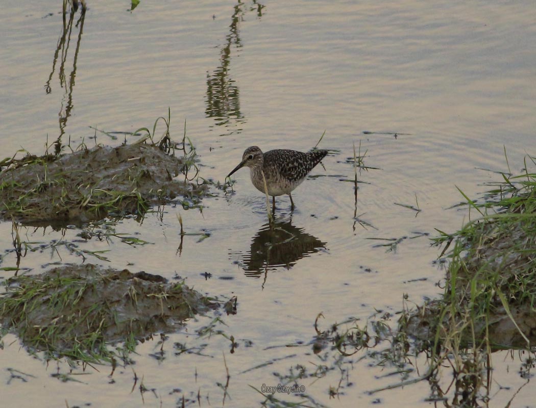 Wood Sandpiper